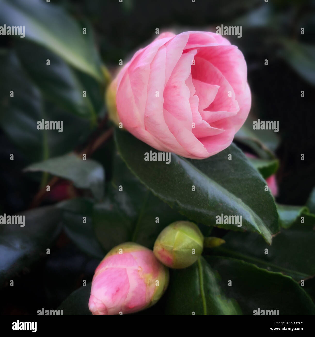 The Buds And Camellia Japonica L In Pink 粉紅色的山茶花 Stock Photo Alamy The Buds And Camellia Japonica L In Pink 粉紅色的山茶花 Stock Photo Alamy