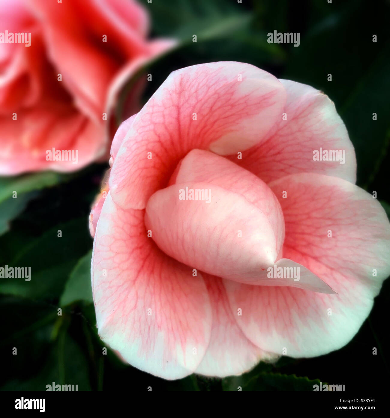 The Two Pink Camellia Japonica L In Half Full Bloom 粉紅色的山茶花 Stock Photo Alamy The Two Pink Camellia Japonica L In Half Full Bloom 粉紅色的山茶花 Stock Photo Alamy