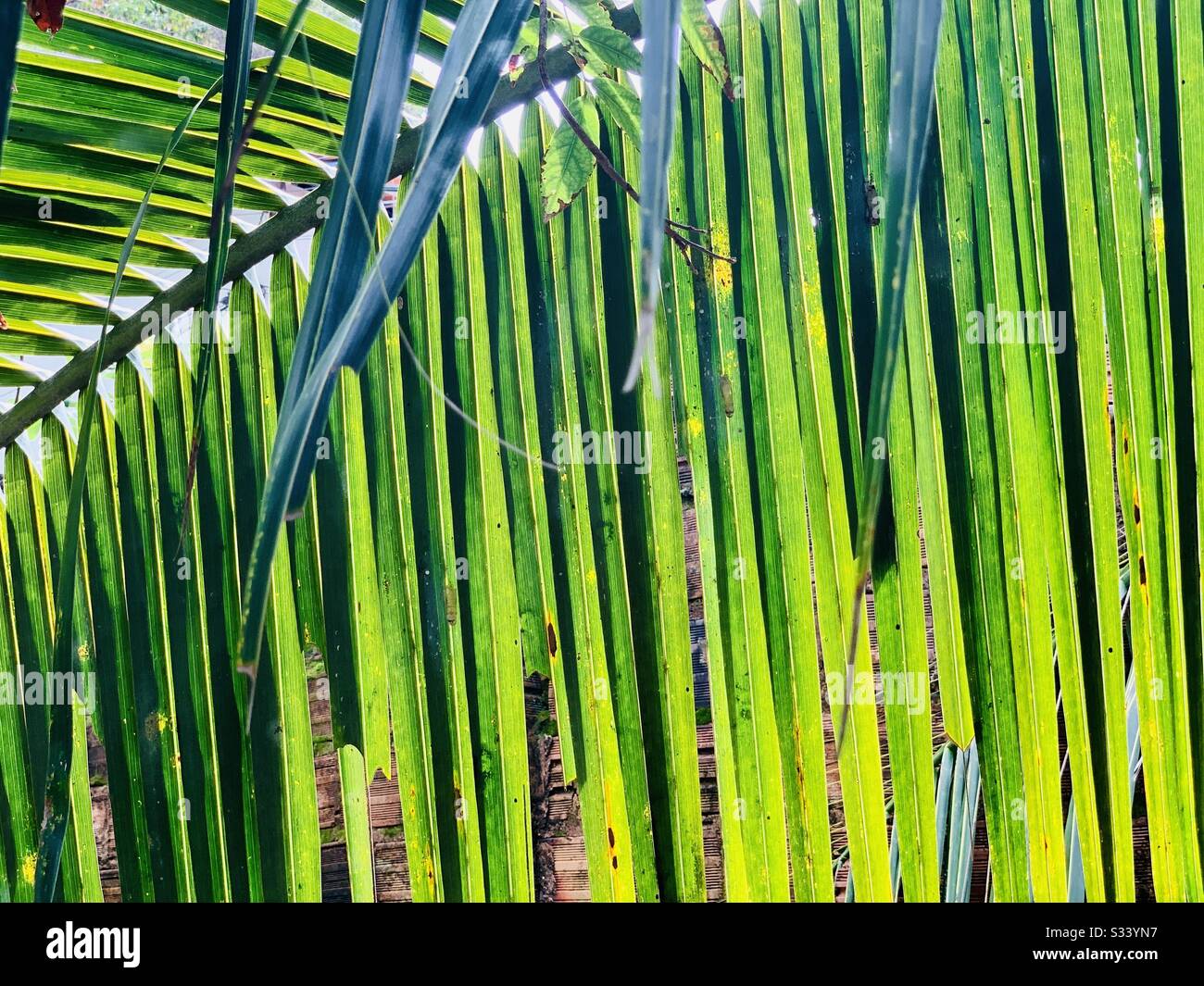 Palm tree leaf Stock Photo
