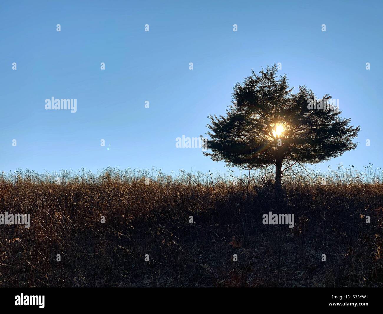 Sunset behind a tree - Smartphone Captured Stock Image