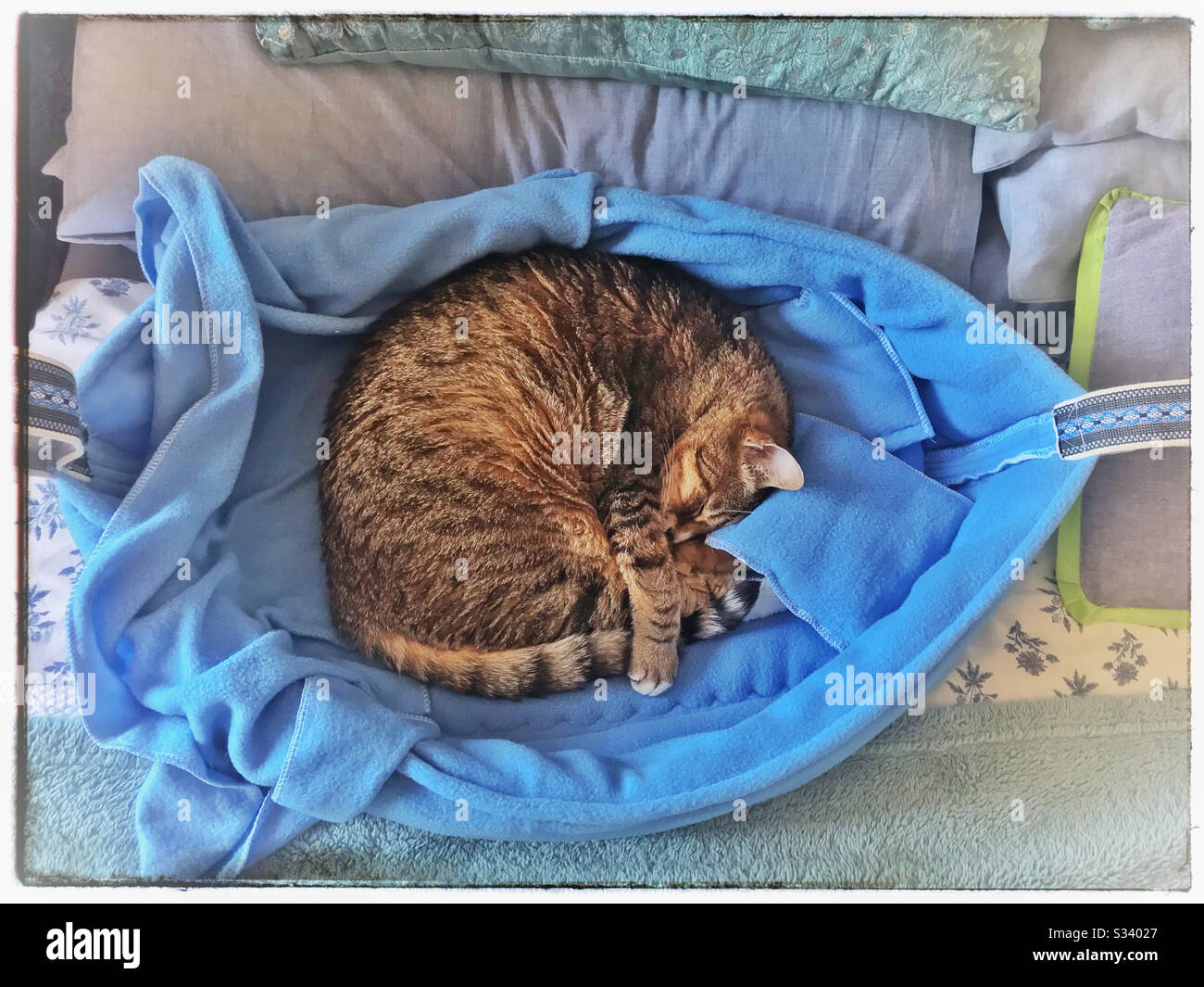 Cat sleeping in it’s bed Stock Photo Alamy