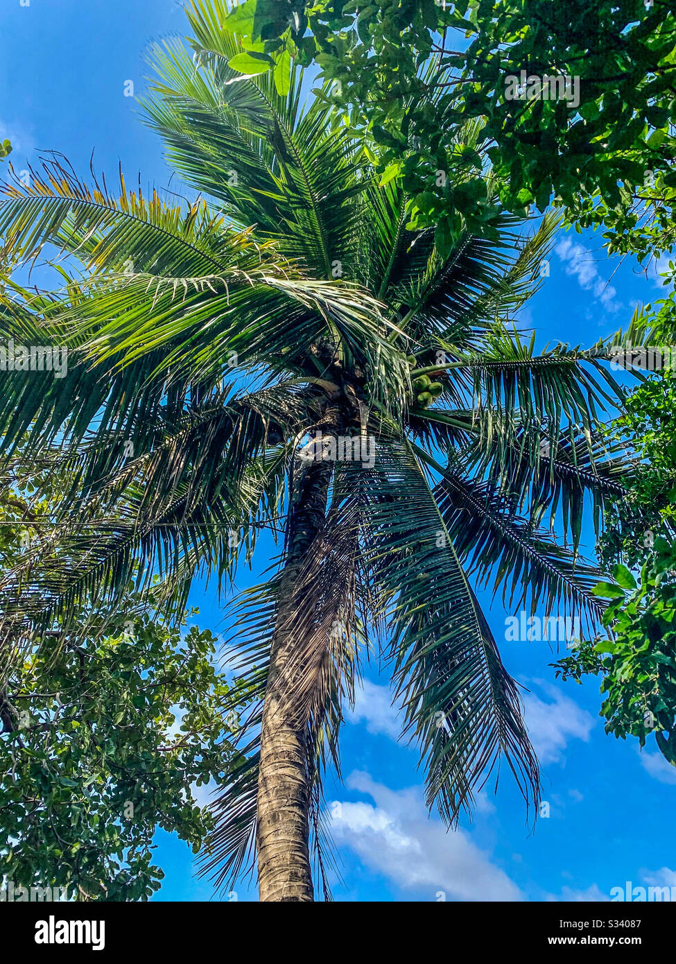 Coconut tree and Blue Sky Stock Photo