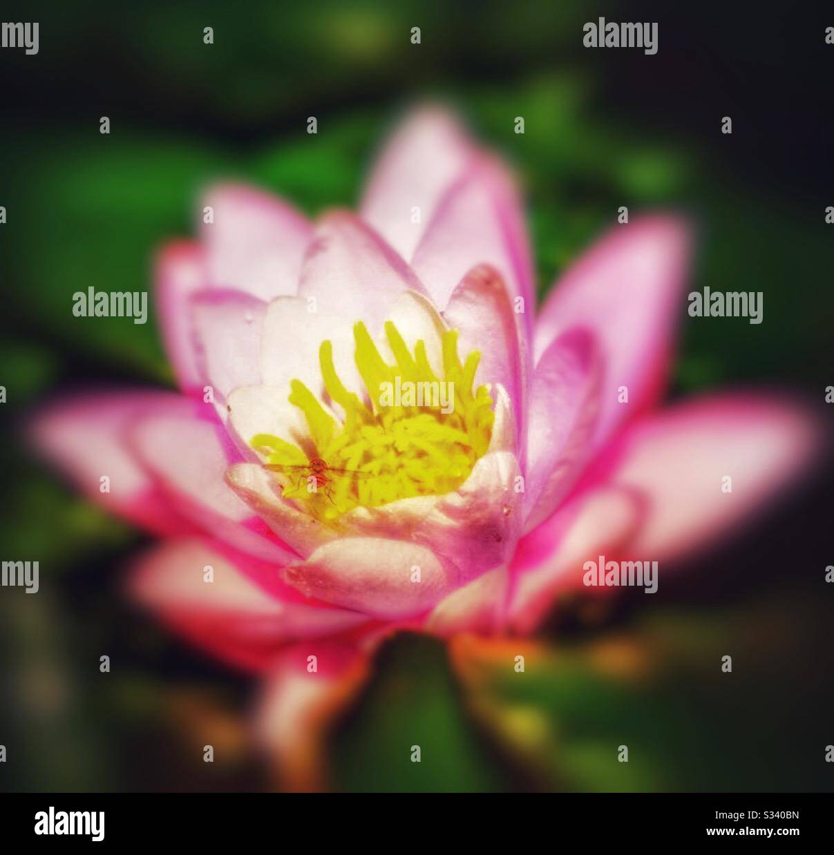 Lilly flower with blurred background captured on my garden pond in Yorkshire Stock Photo