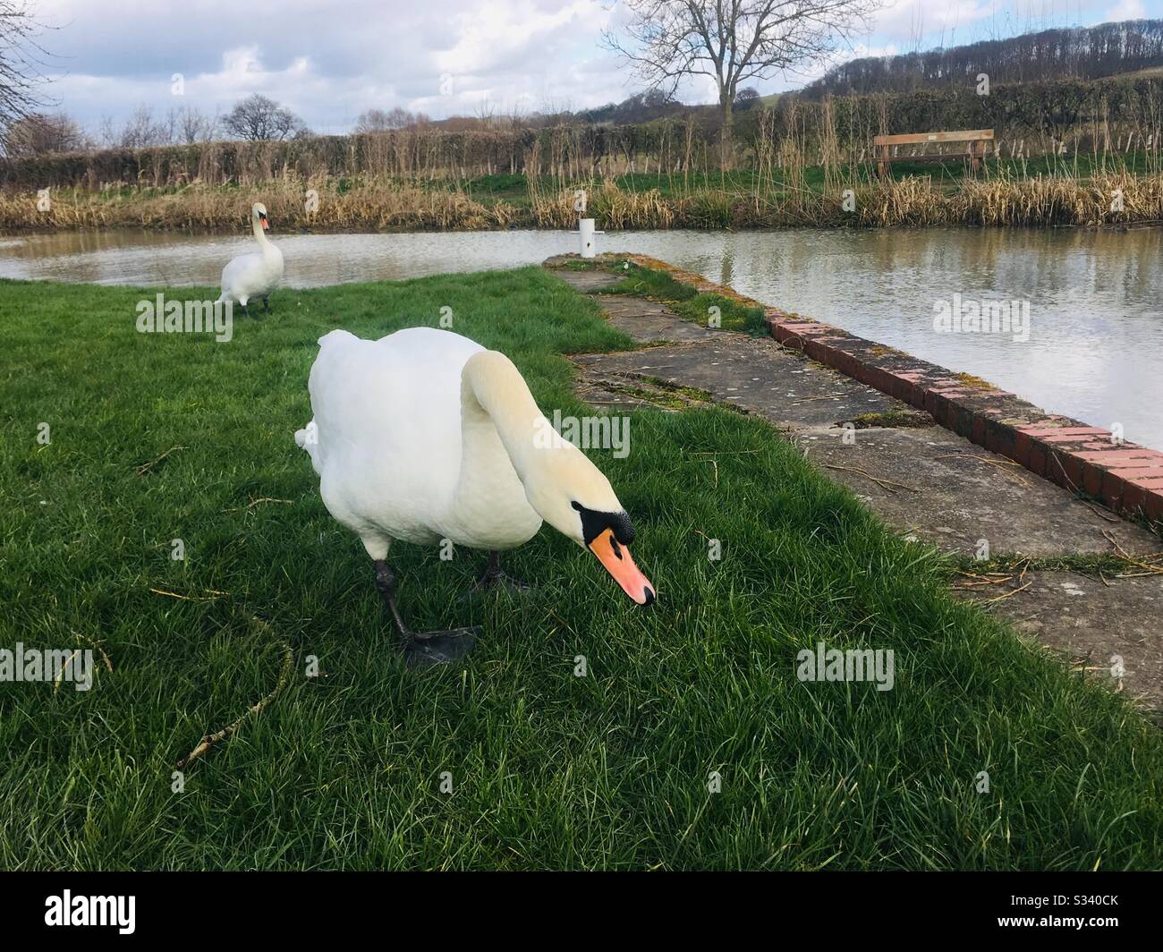 Swans by the Grantham Canal near Denton Stock Photo