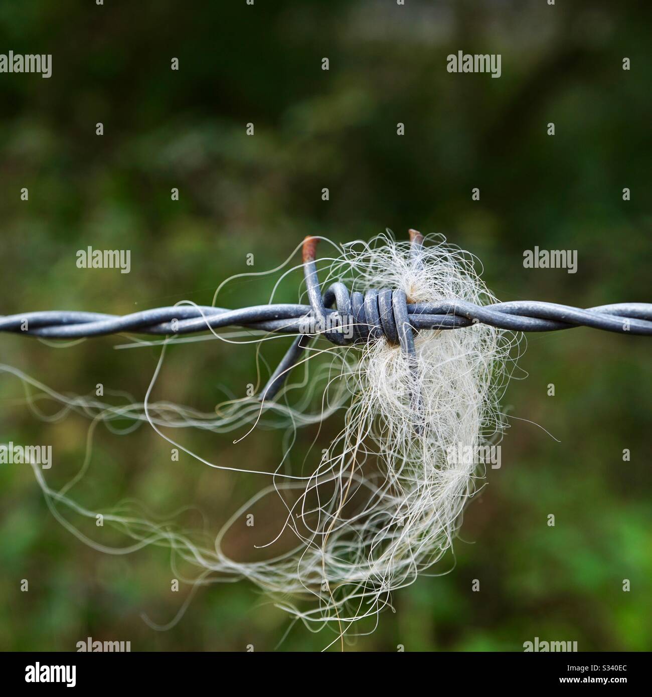 animal hair on the barbed wire fence Stock Photo