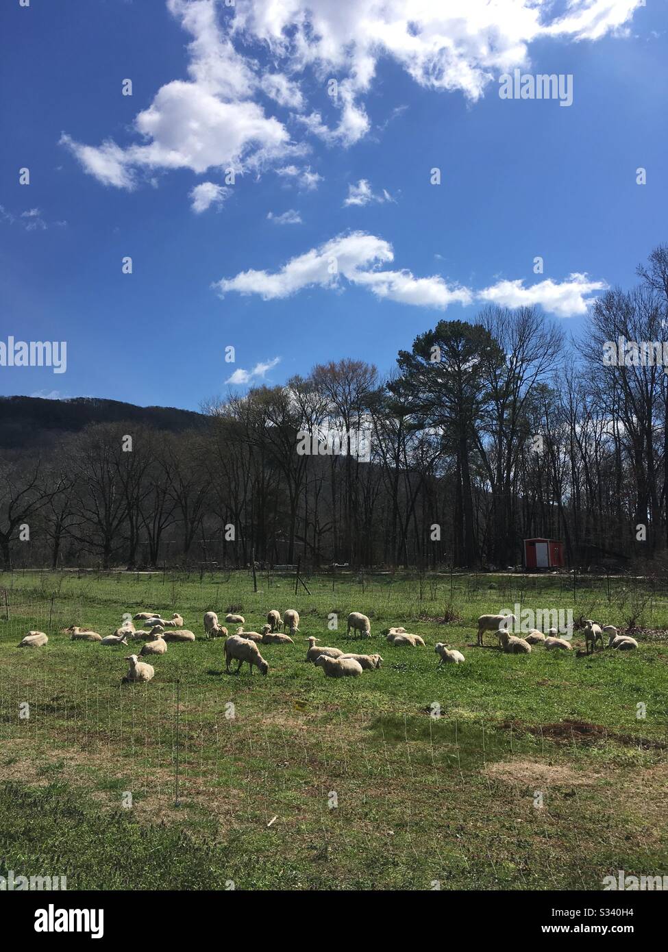 Pastured lamb, regenerative farming Stock Photo