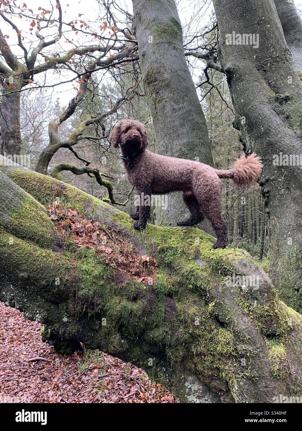 Tree Climbing Dog Stock Photo Alamy