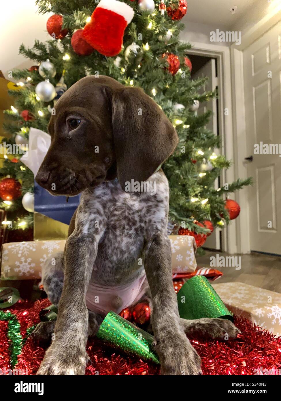 german shorthaired pointer christmas ornament