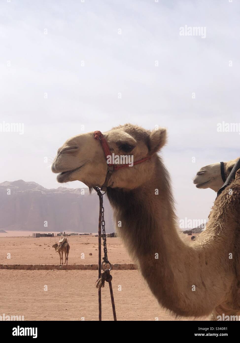 Portrait of a camel against the background of Wadi Rum valley in Jordan Stock Photo