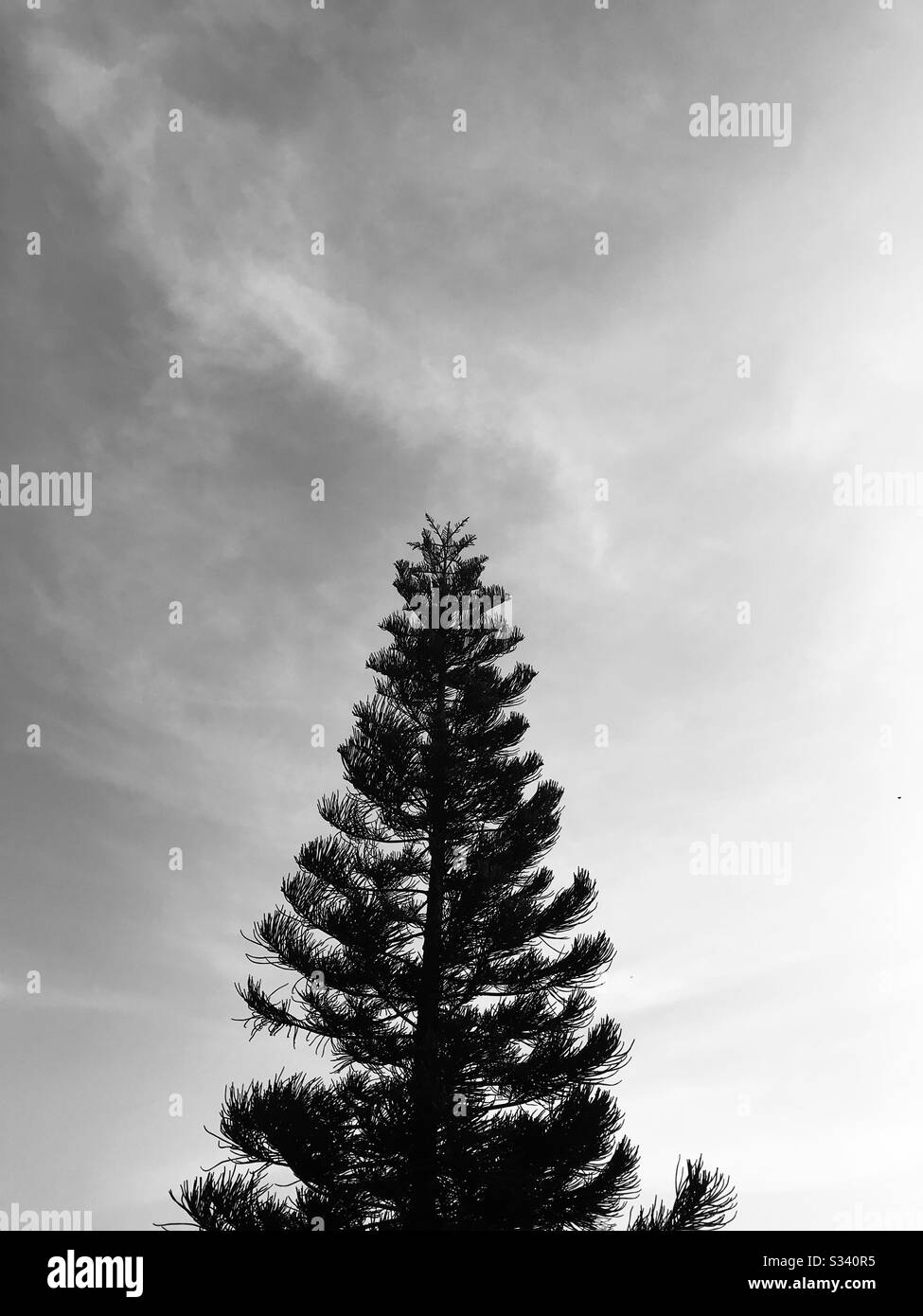 A tall pine tree with sky background in Palakkad fort garden - Abies Costeriana, Abetaceae- Christmas tree with black & white mode Stock Photo