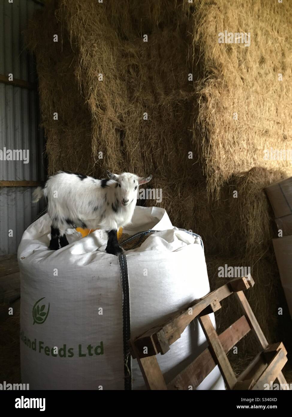 Pigmy goat standing on top of feed bag Stock Photo