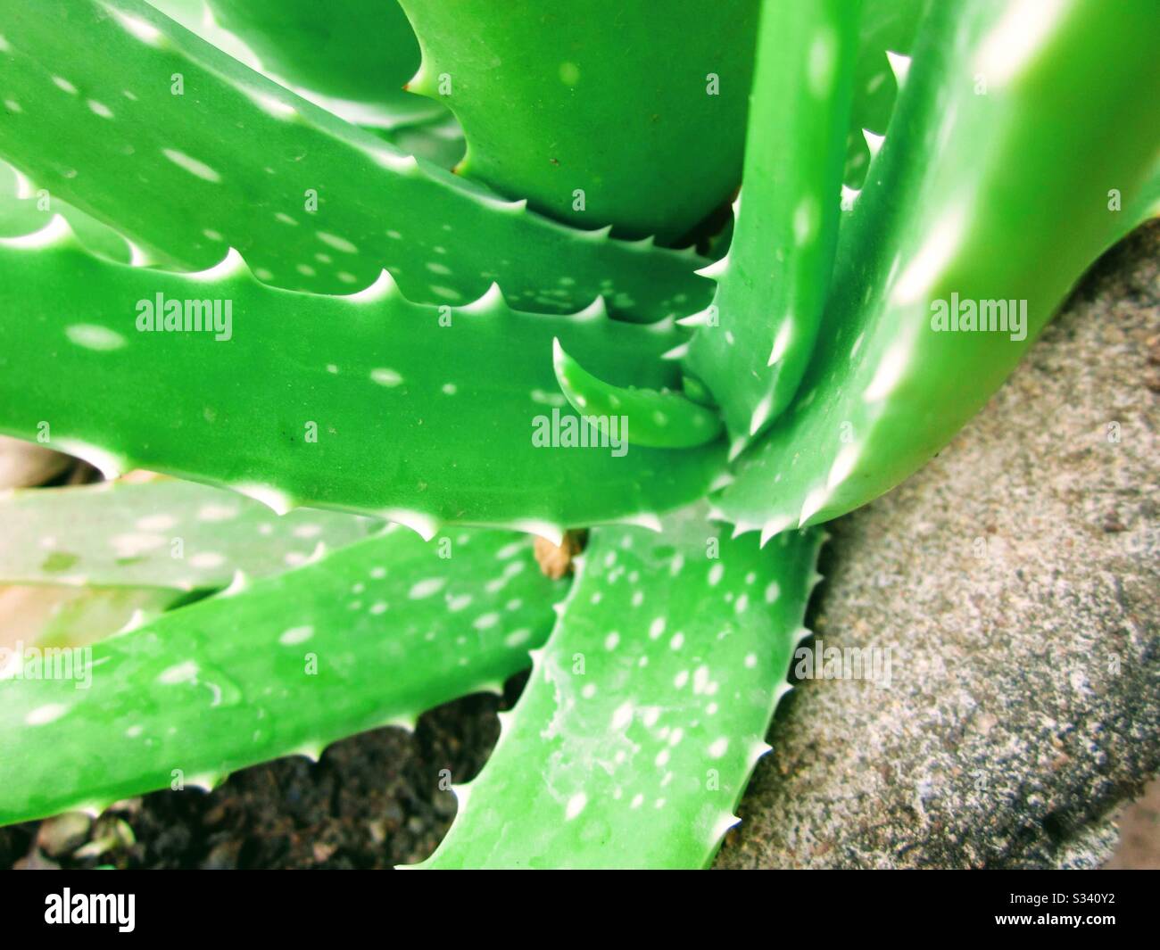 Vera - Smartphone Captured Stock Image