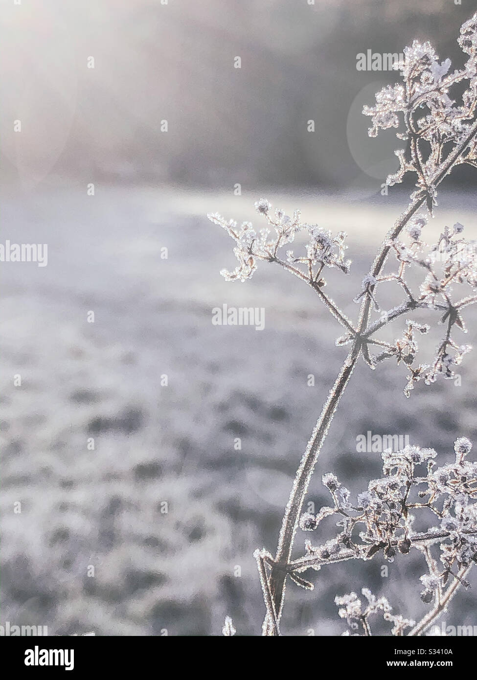 Frosty Winter Morning Stock Photo
