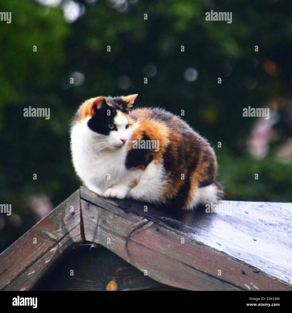 Shed cats hires stock photography and images Alamy