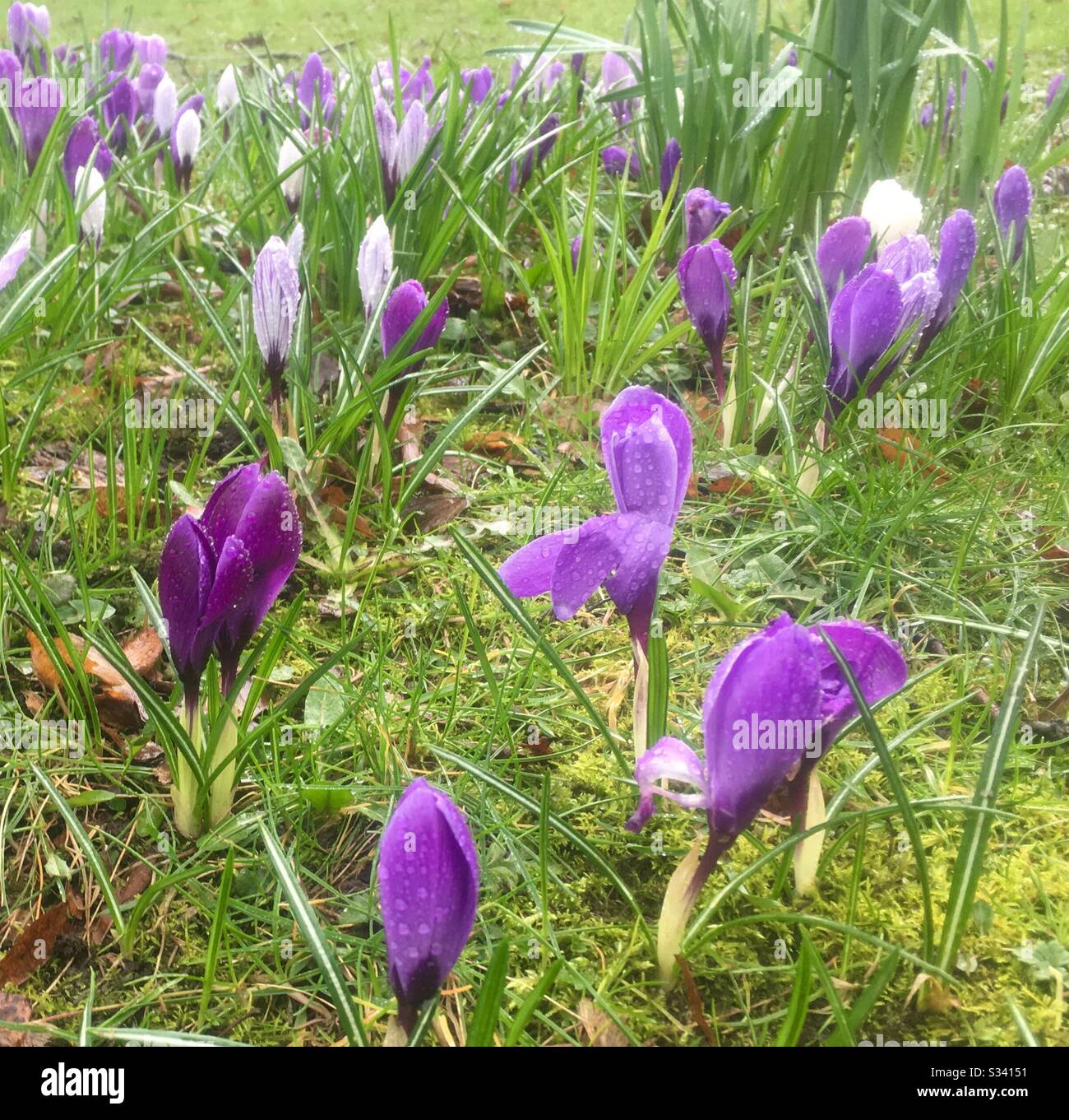 Purple Crocuses in Spring Stock Photo