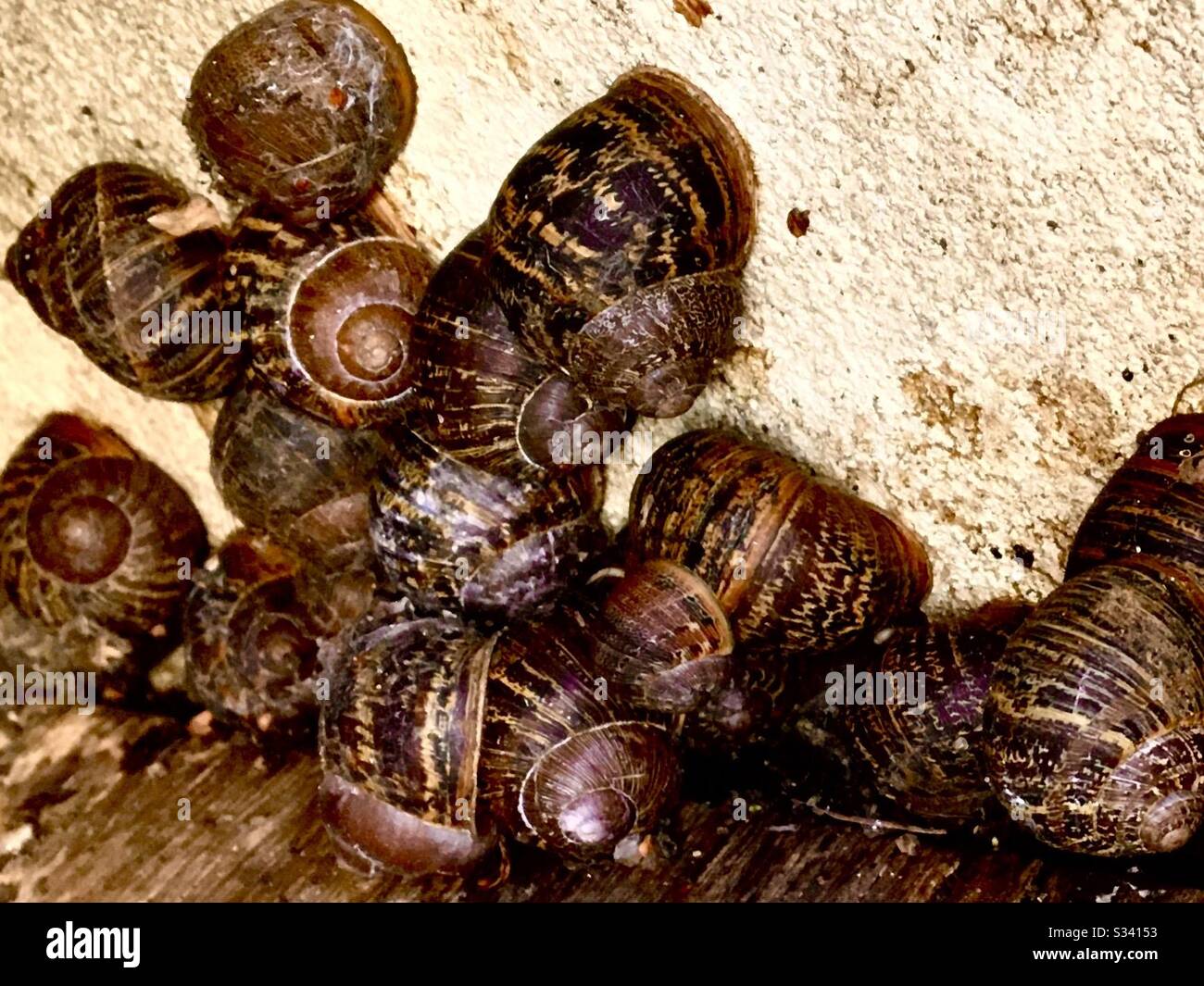 Garden snail hibernating hires stock photography and images Alamy