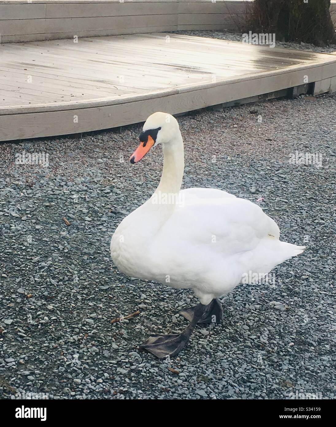 Swan walking on a path at Bowness, Lake Windermere, Lake District Stock Photo
