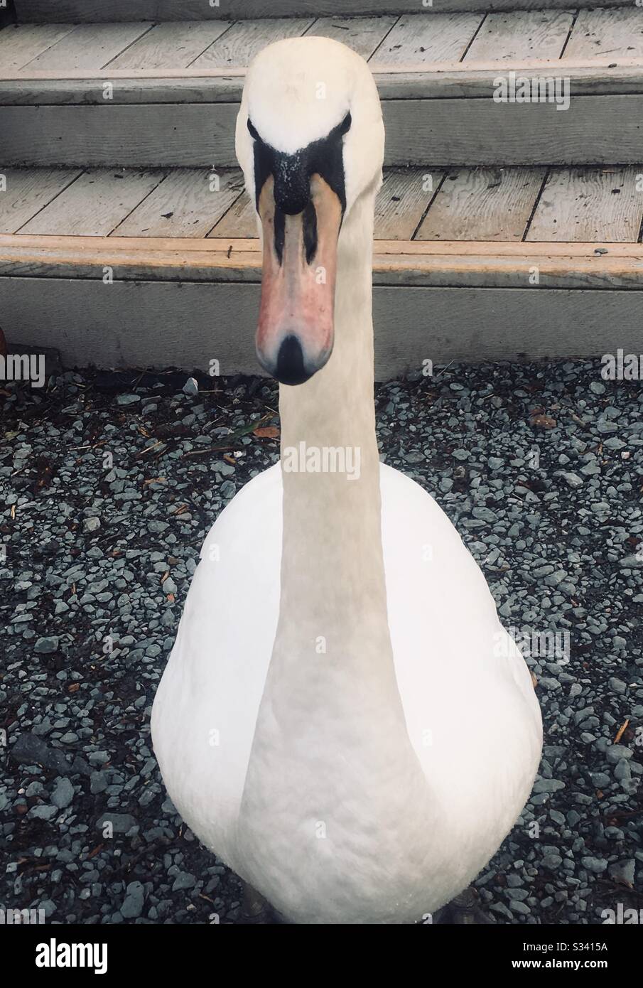 Close up of a Swan at Bowness, Lake Windermere, Lake District Stock Photo