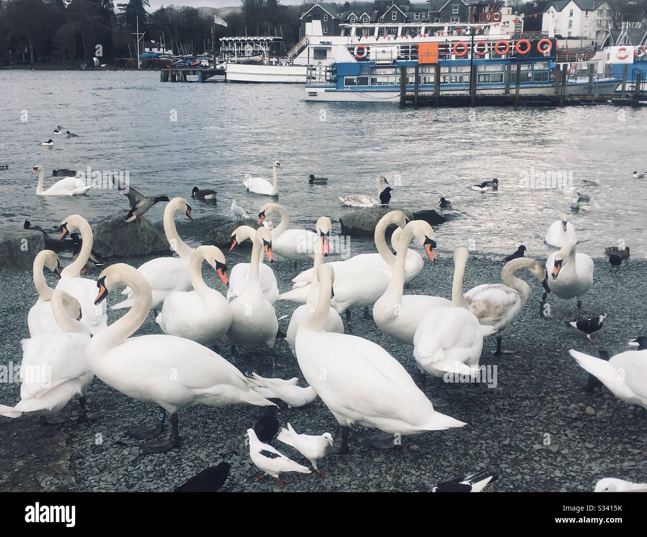 A bank of Swans on the shores of Lake Windermere, Bowness, Lake District Stock Photo
