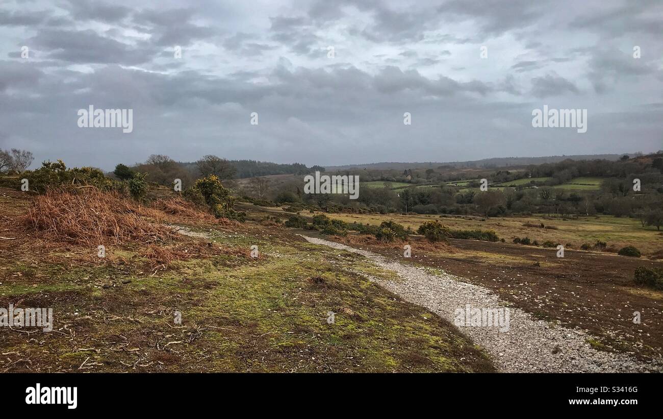 New Forest landscape - Smartphone Captured Stock Image