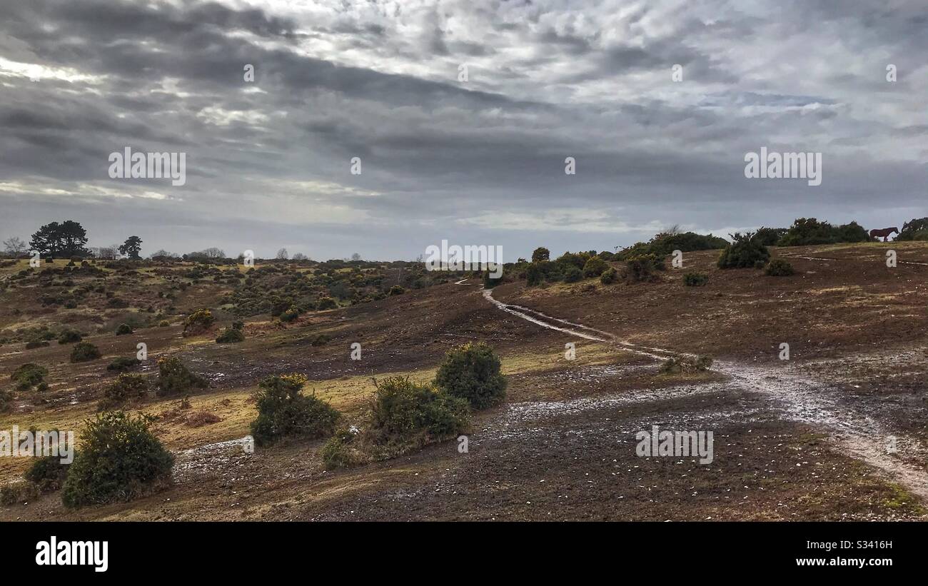 New Forest Landscape - Smartphone Captured Stock Image