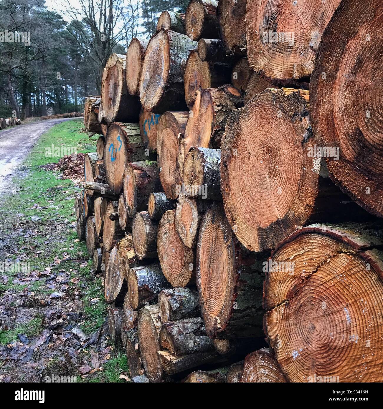 Stack of felled trees - Smartphone Captured Stock Image