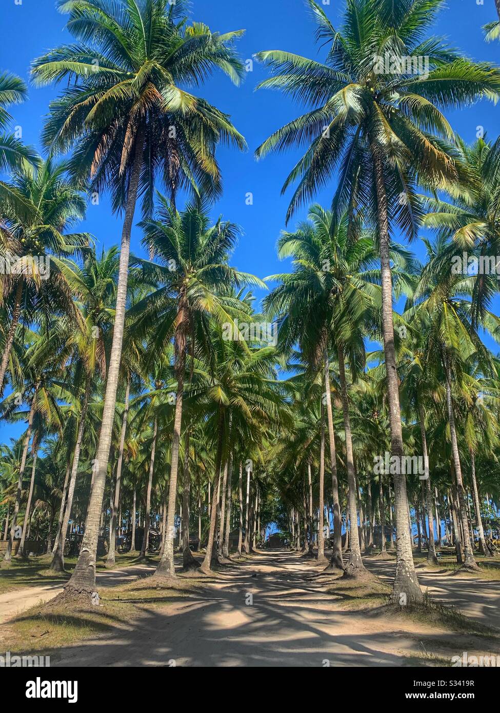 Dirt Road lines with Coconut Palms - Smartphone Captured Stock Image