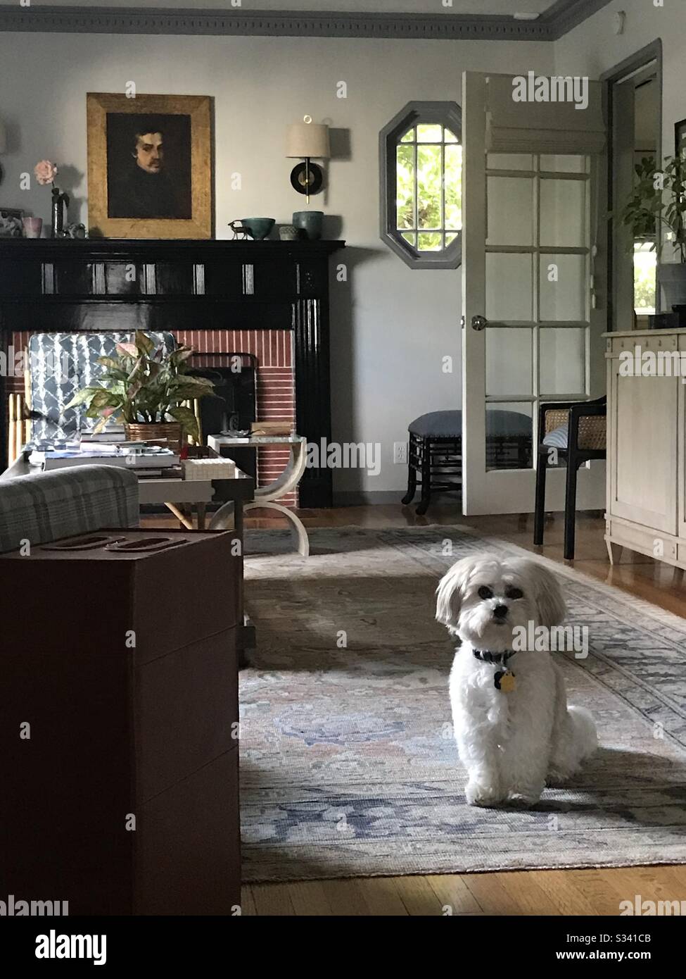 Dog in living room - Smartphone Captured Stock Image