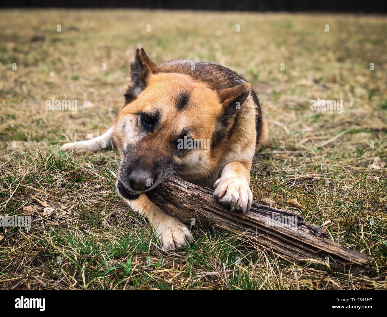 German shepherd dog happily chewing on a stick - Smartphone Captured Stock Image