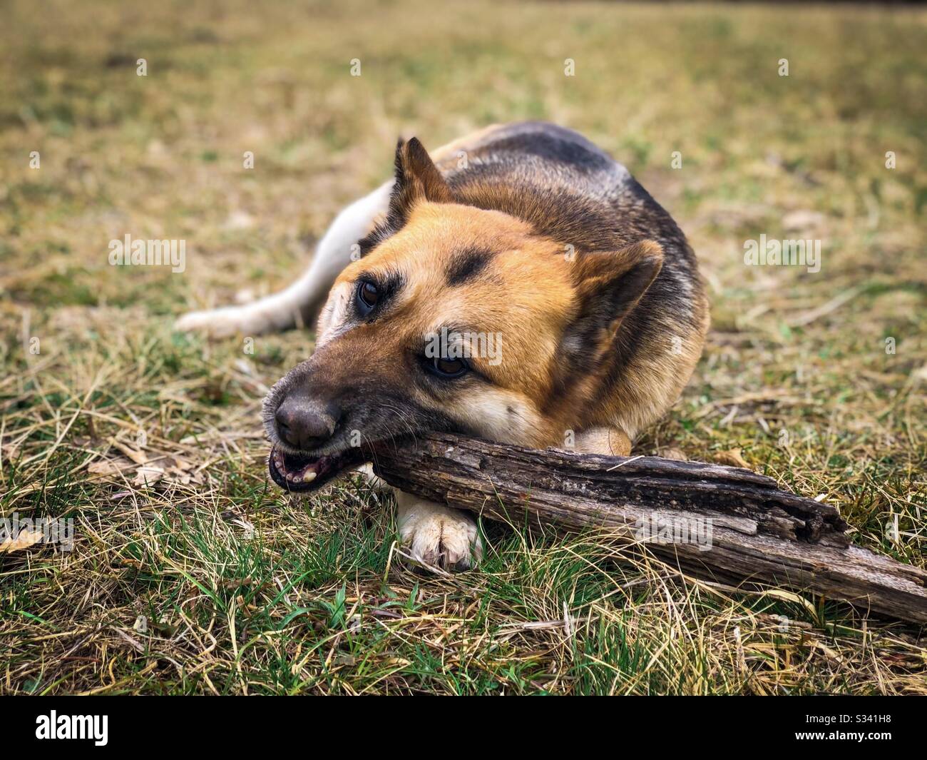 German shepherd dog happily chewing on a stick - Smartphone Captured Stock Image