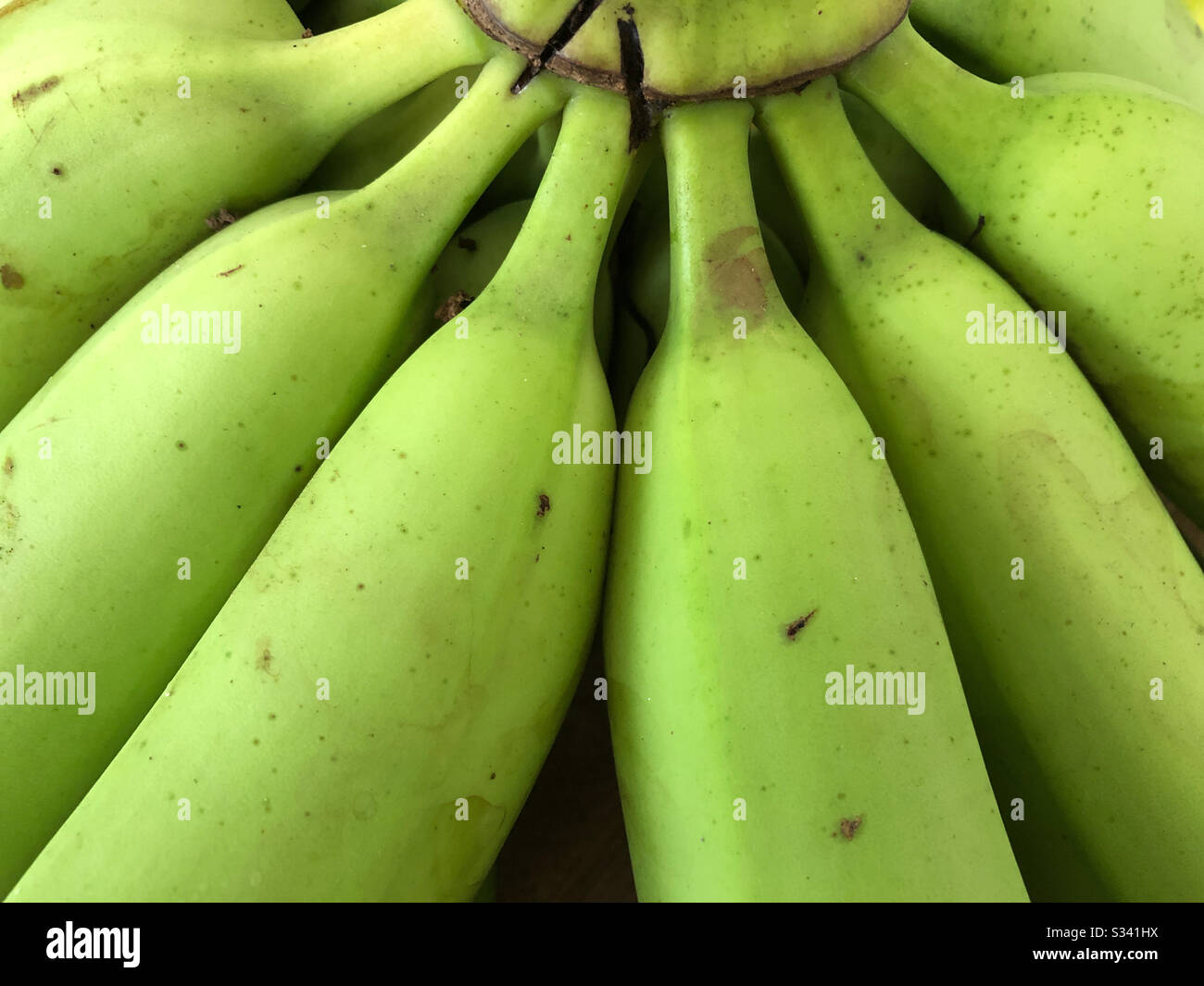 Closeup of a bunch of green Cavendish bananas. Stock Photo