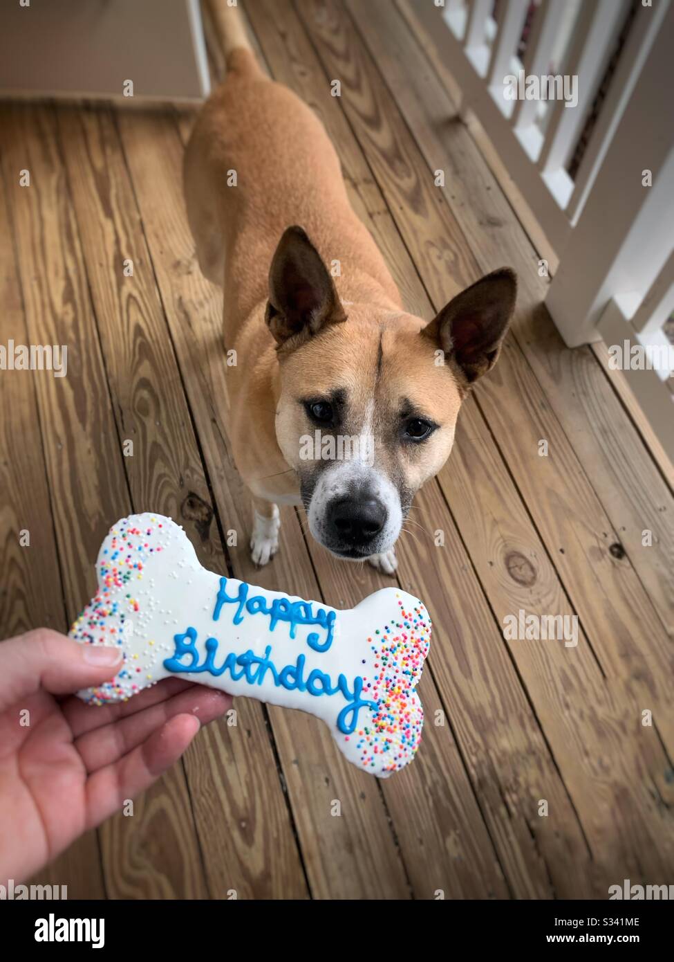 Happy birthday dog hires stock photography and images Alamy