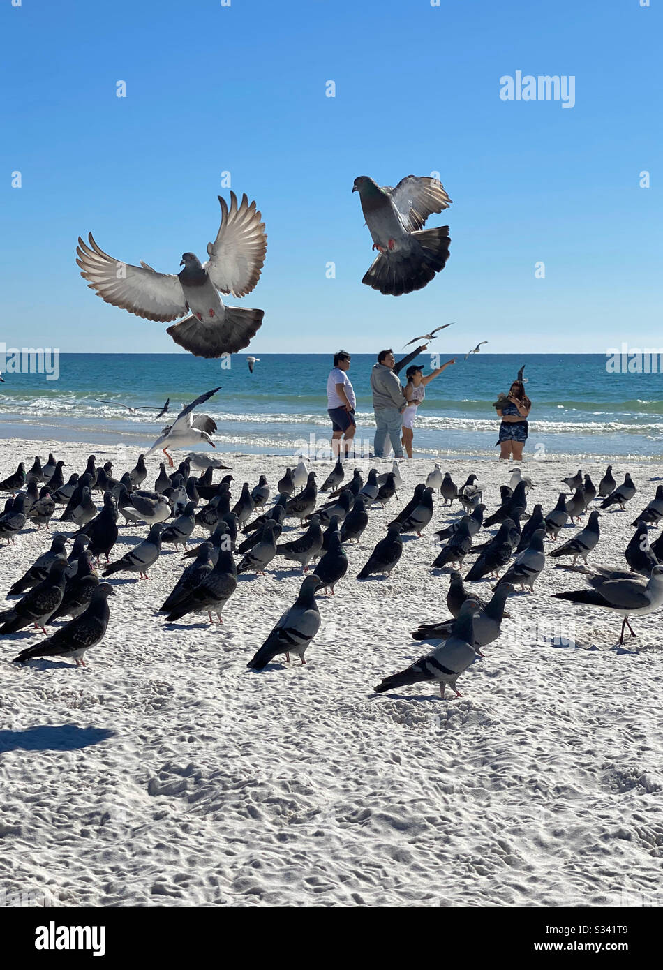 Large flock of pigeons on the beach with a family enjoying the day - Smartphone Captured Stock Image