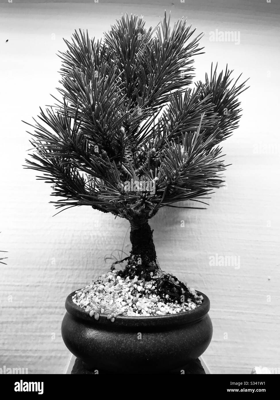 Pinus pentaphylla bonsai on a table kept outdoor- black & white image- close up pic of pine tree Stock Photo