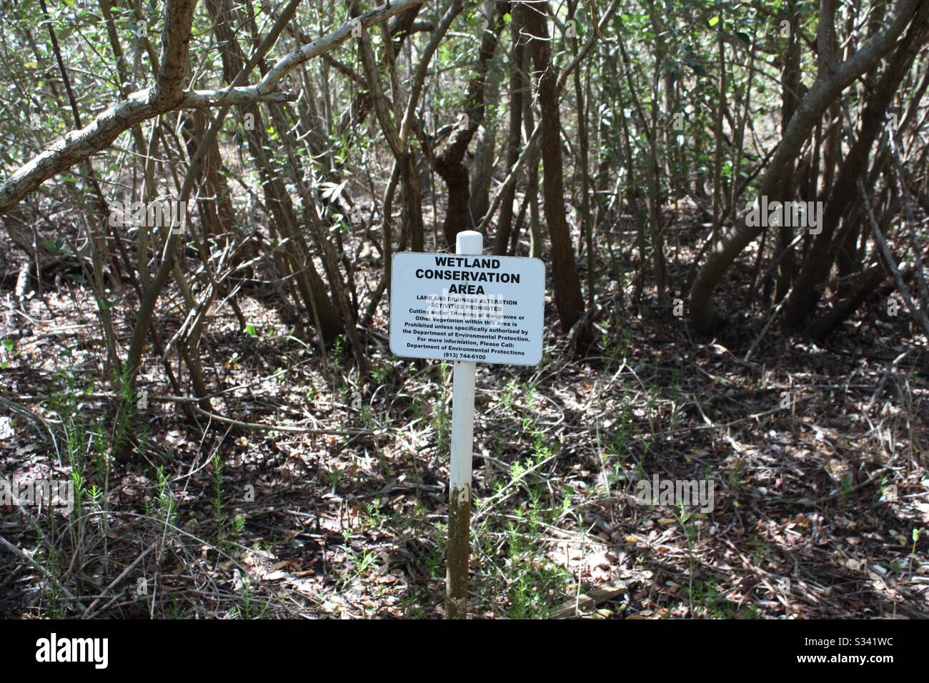Wetlands conservation area - Smartphone Captured Stock Image