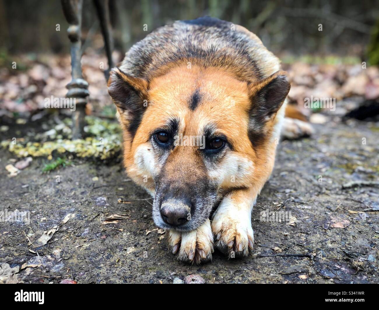 Cute german shepherd being sad Stock Photo Alamy
