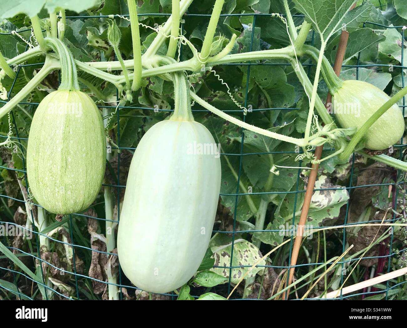 Spaghetti Squash Growing Stock Photo Alamy