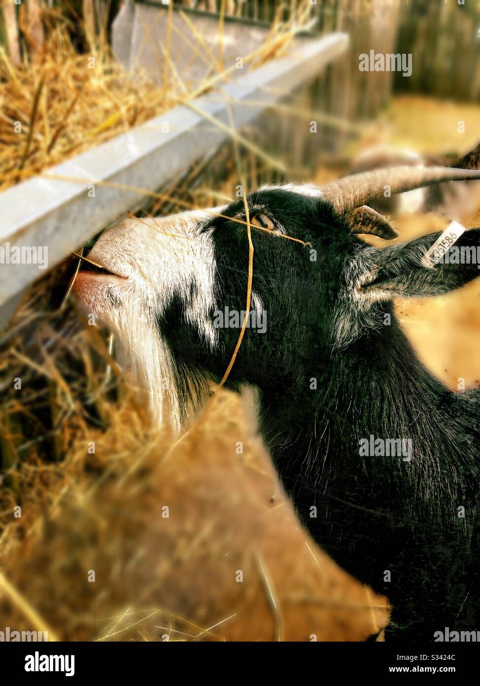 Goat eating hay on farm Stock Photo Alamy