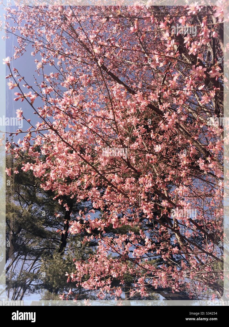 Cherry blossoms blooming in central park is a sign of an early spring, NYC, USA - Smartphone Captured Stock Image