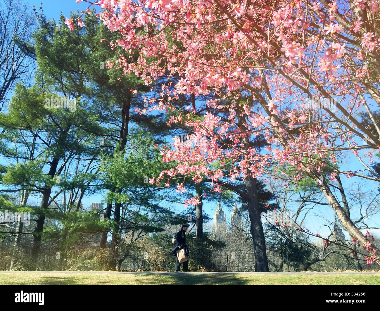 Cherry trees blooming in central park is a sign of an early spring, NYC, USA - Smartphone Captured Stock Image
