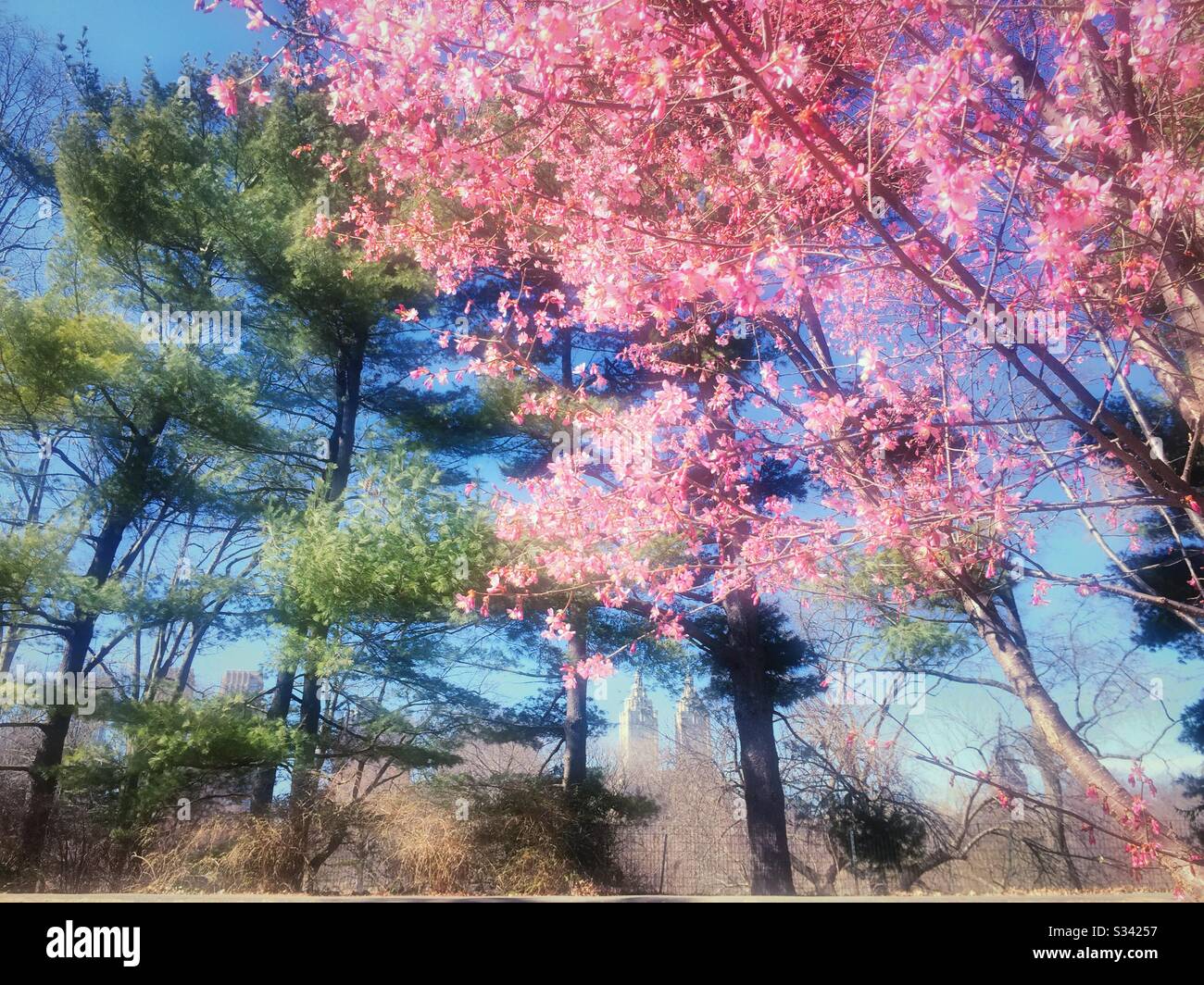 Cherry blossoms blooming in central park is a sign of an early spring, NYC, USA - Smartphone Captured Stock Image