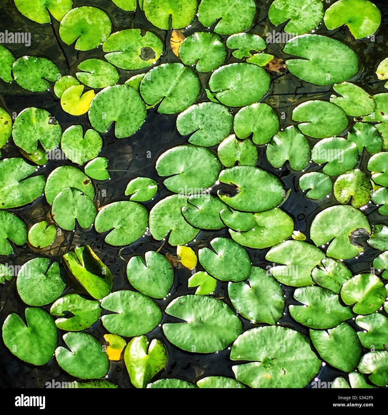 Aquatic plants in a pond at The Banjaran Hotsprings Retreat, a luxury