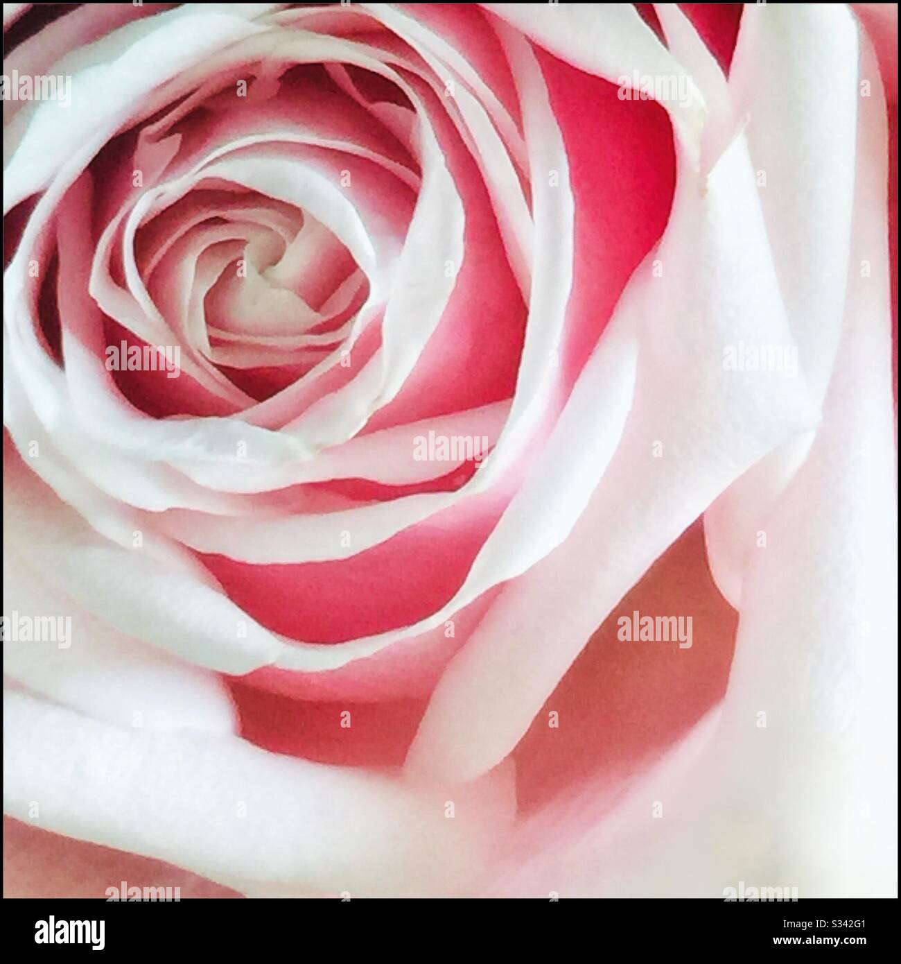 Pink rose. Stock Photo