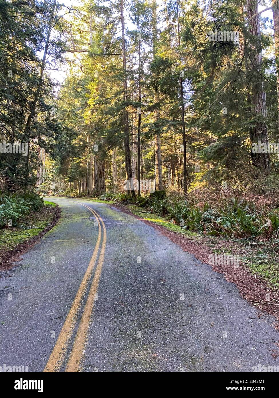 Empty road through a forest - Smartphone Captured Stock Image