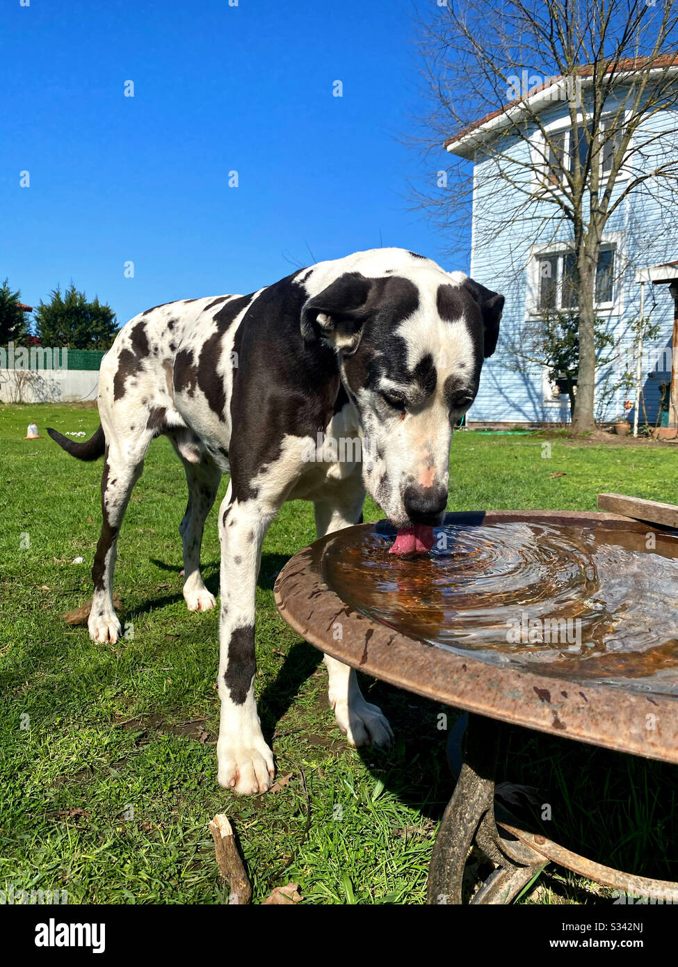 Dog drinking water hi res stock photography and images Alamy