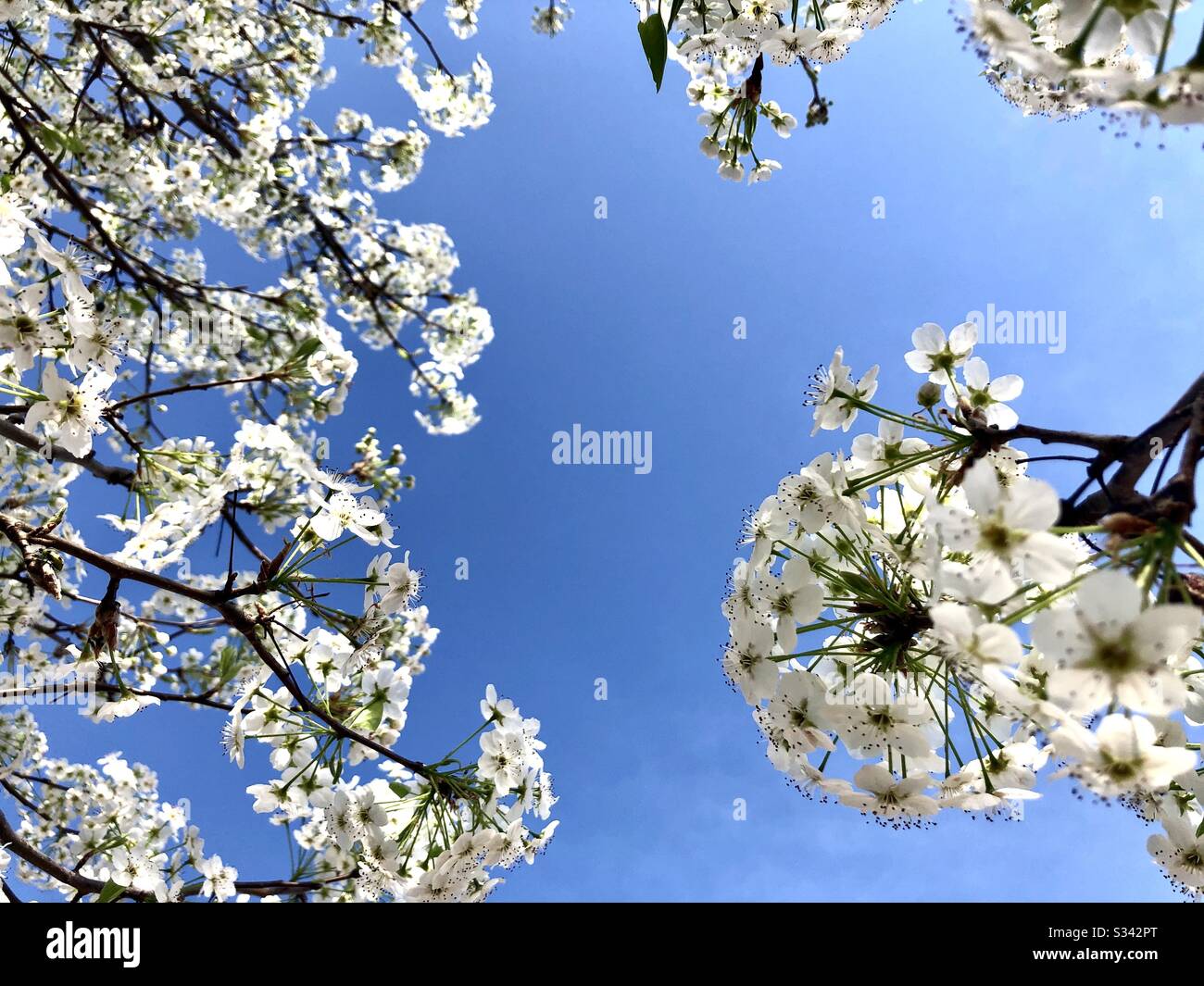Bradford pear tree in bloom against blue sky with copy space - Smartphone Captured Stock Image