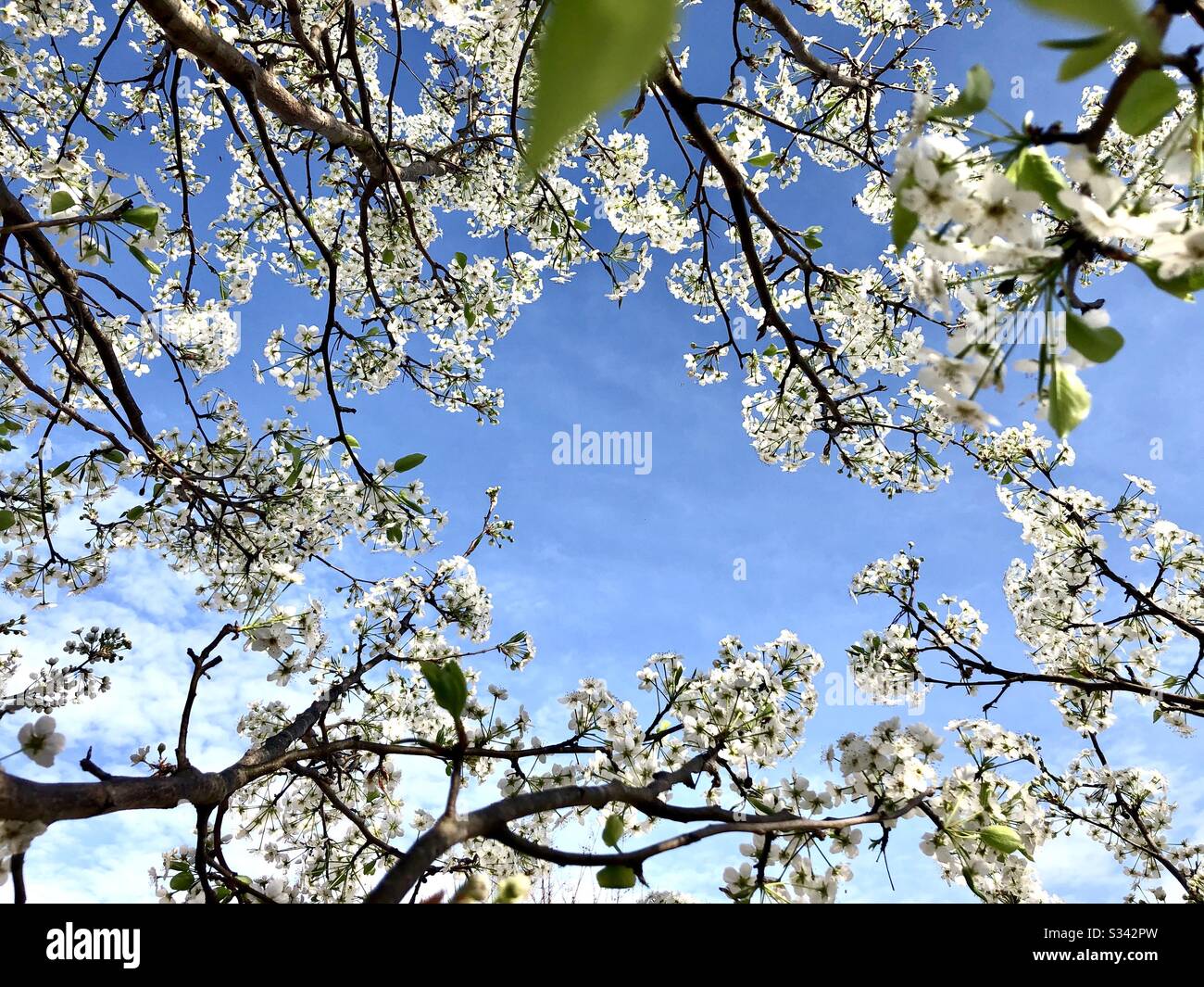 Looking up through a Bradford pear tree in bloom - Smartphone Captured Stock Image