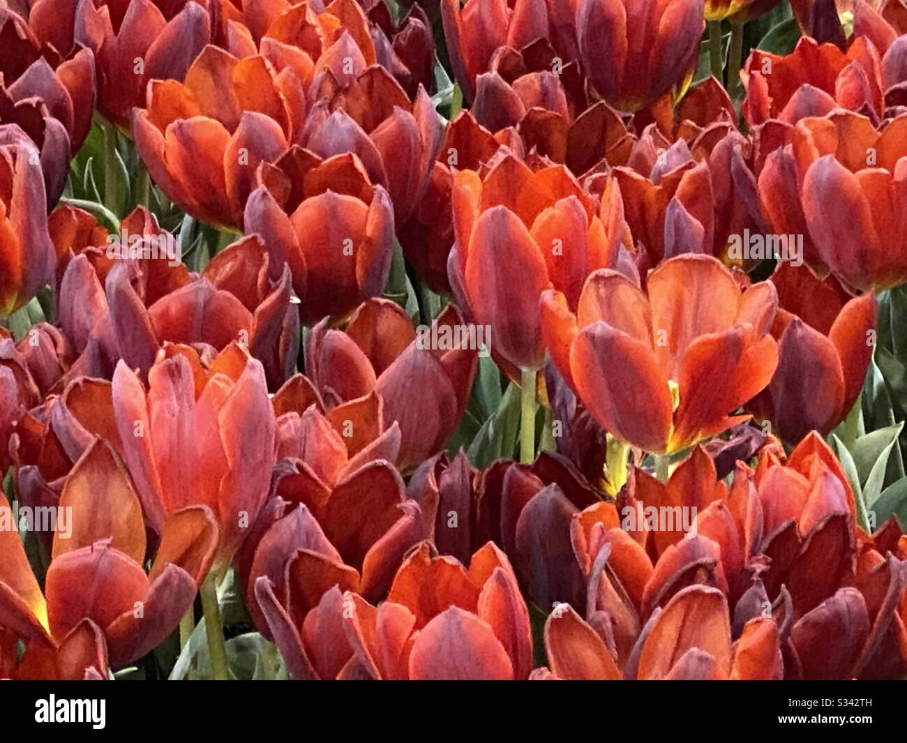 Field of red tulips - Smartphone Captured Stock Image