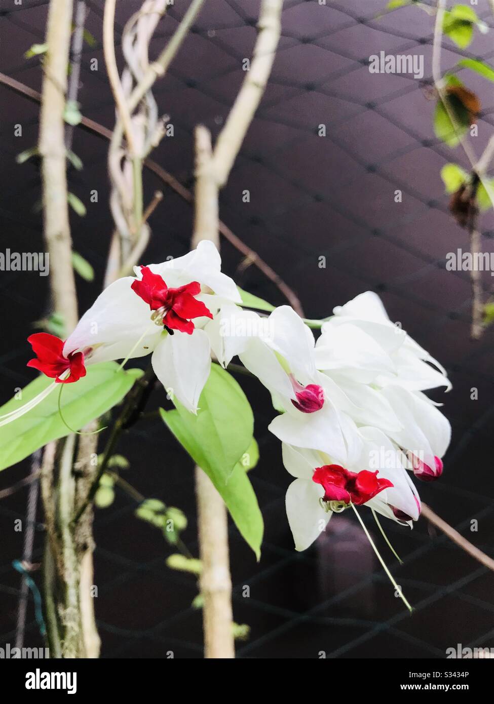 Clerodendrum thomsoniae aka Bleeding Heart vine found in Singapore Zoo garden- white & red flower- bunch of tiny flowers in single stalk- flower’s facing down Stock Photo