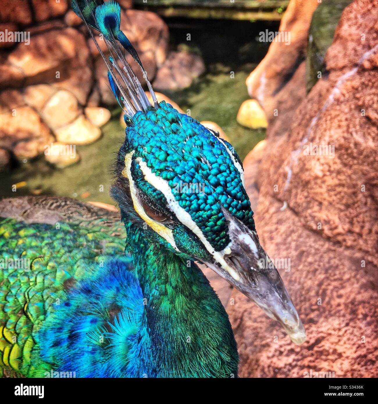Close-up of the head of an Indian or blue peacock at Kuala Lumpur Bird Park, Malaysia - Smartphone Captured Stock Image